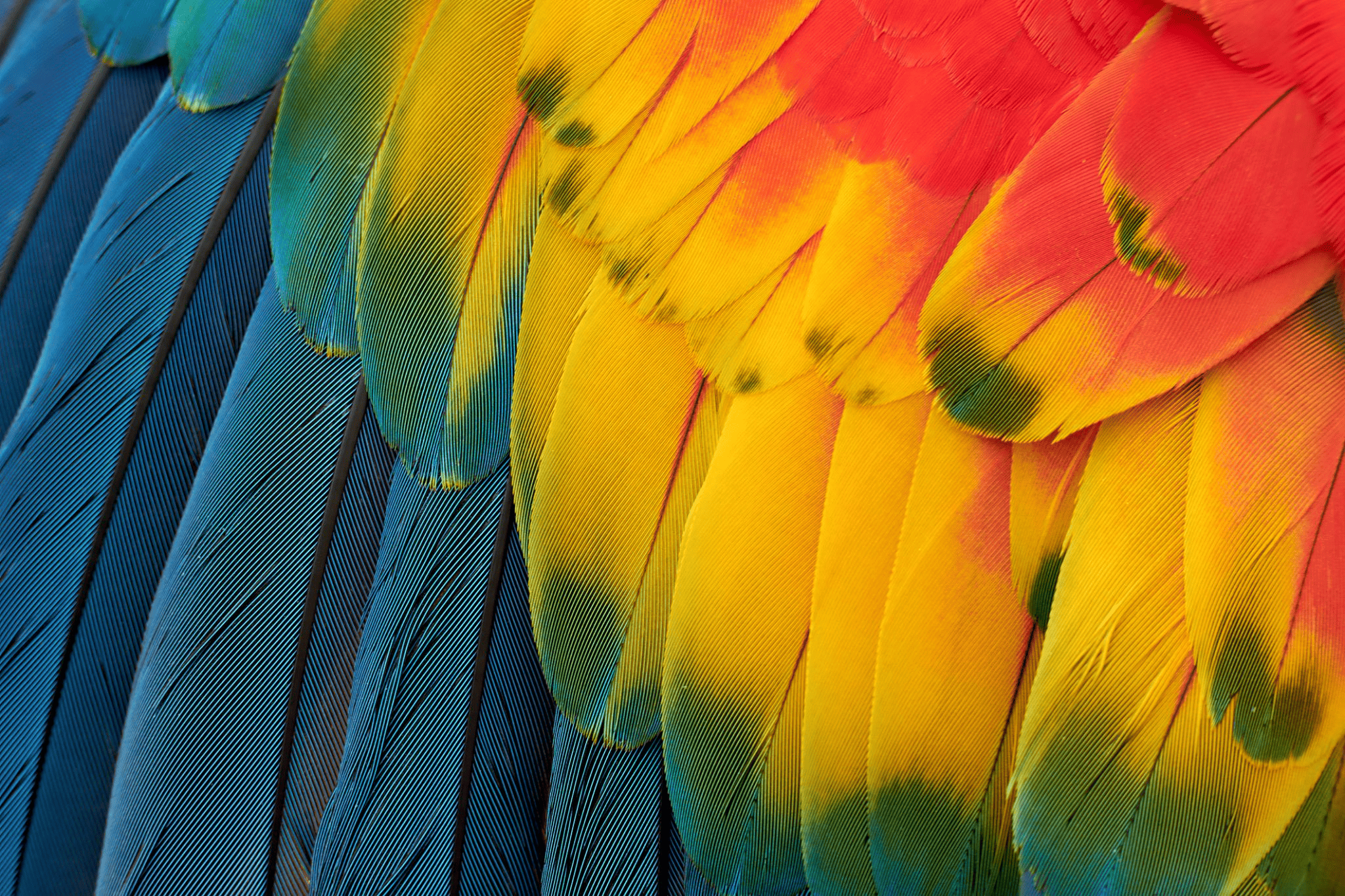 A close up of a macaw parrot wing. Find out about wing feather clipping at petrestart.com.