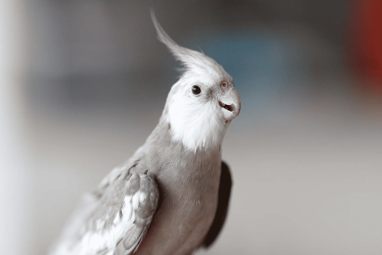 Cockatiel Beak Grinding - Everything You Need To Know - petrestart.com